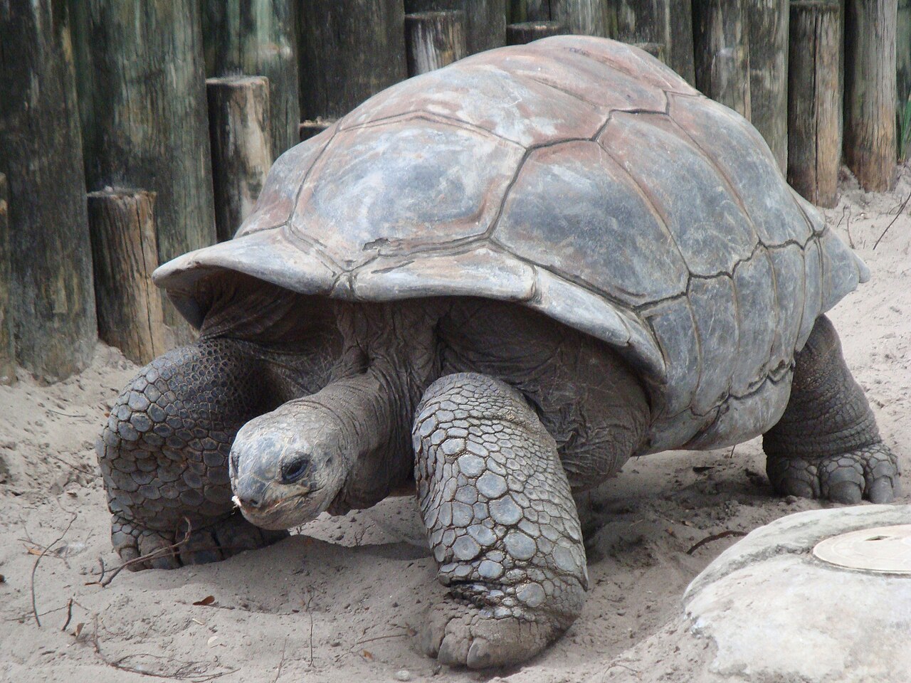 Giant Tortoise