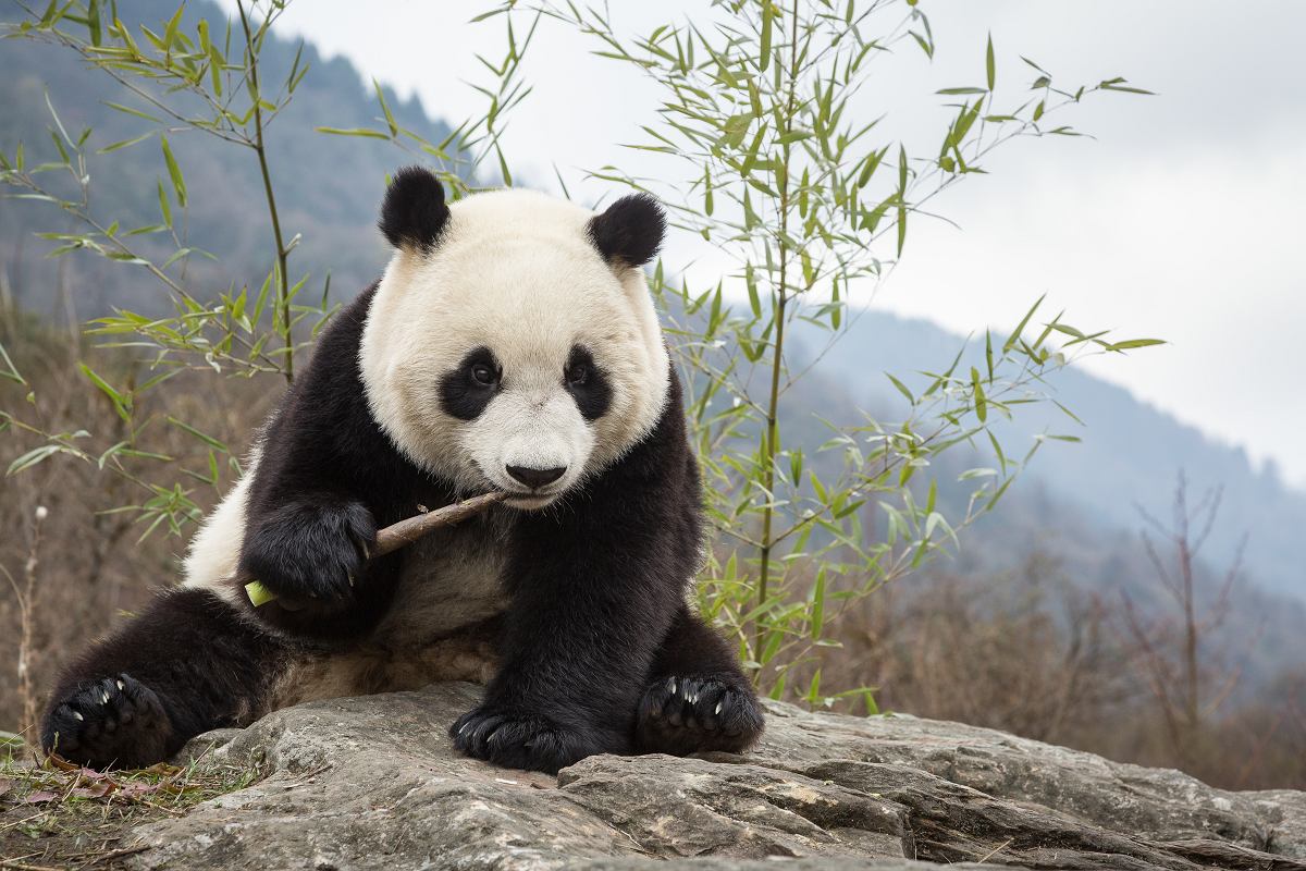 Giant Panda