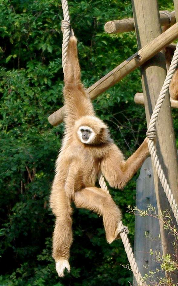 Gibbon