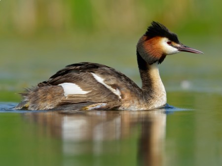 Grebe