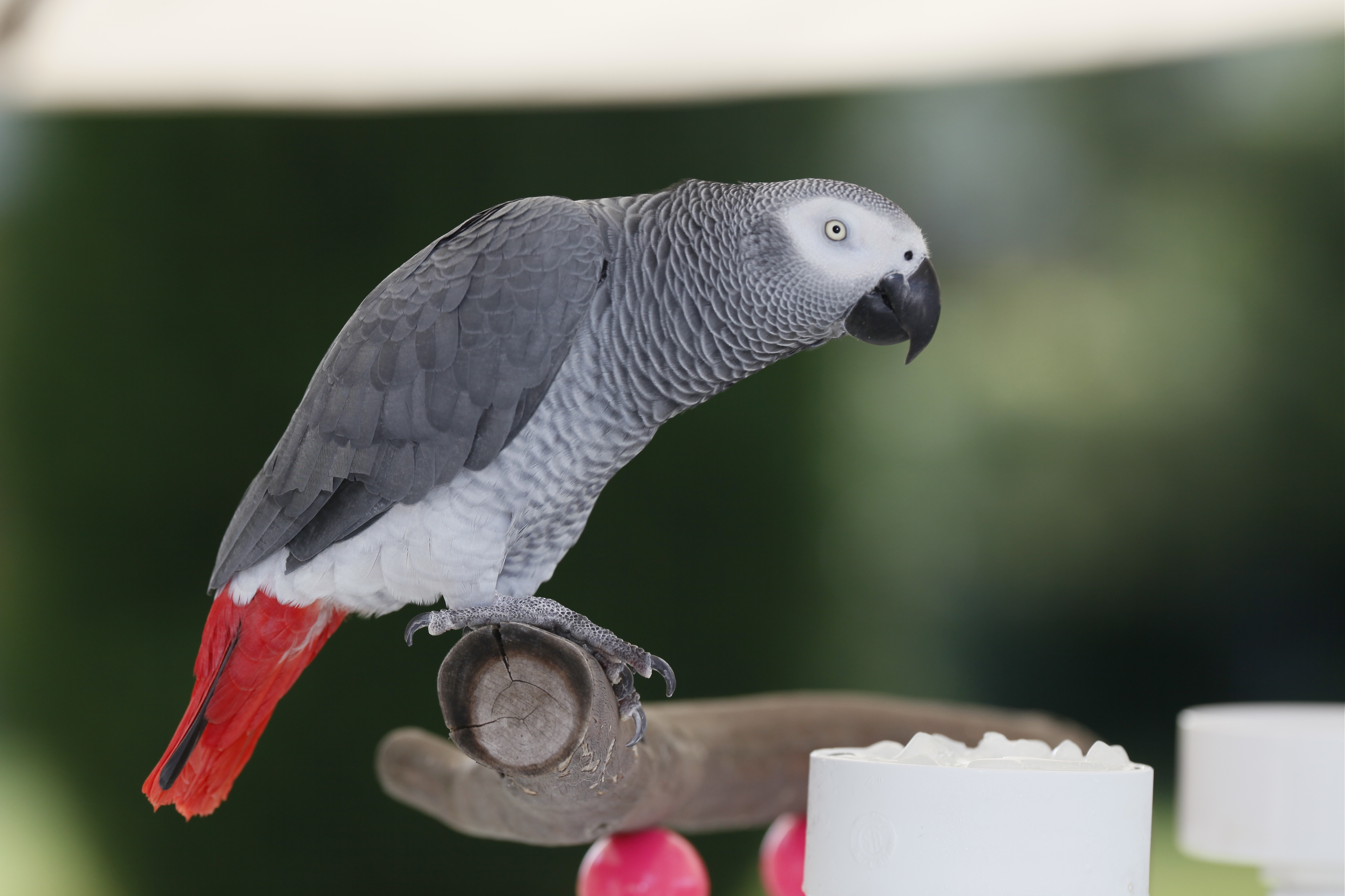 Grey Parrot