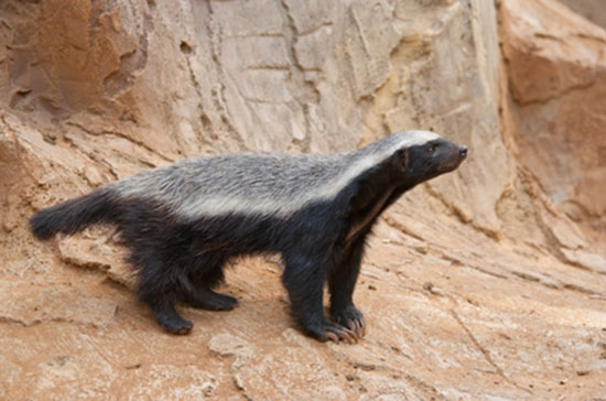 Honey Badger