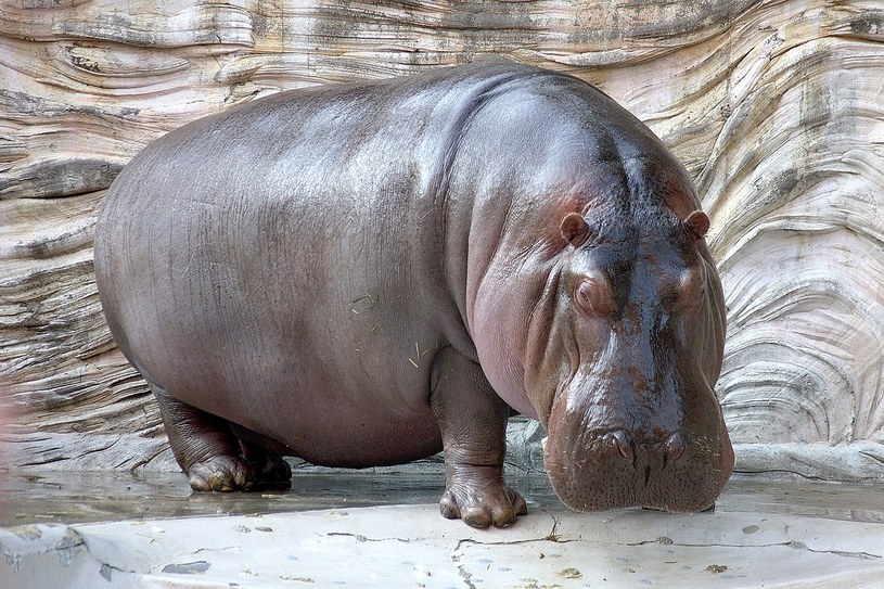 Hippopotamus