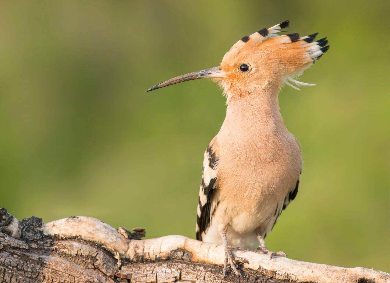 Hoopoe