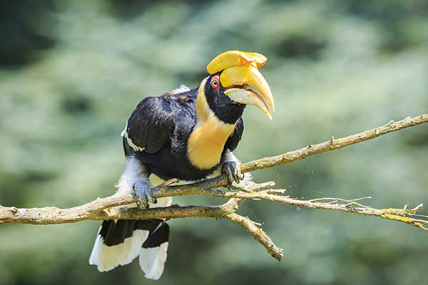 Hornbill