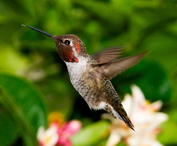 Hummingbird