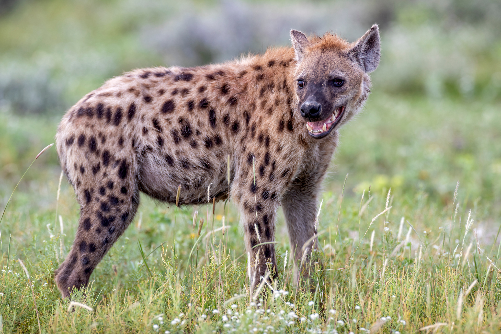 Hyena