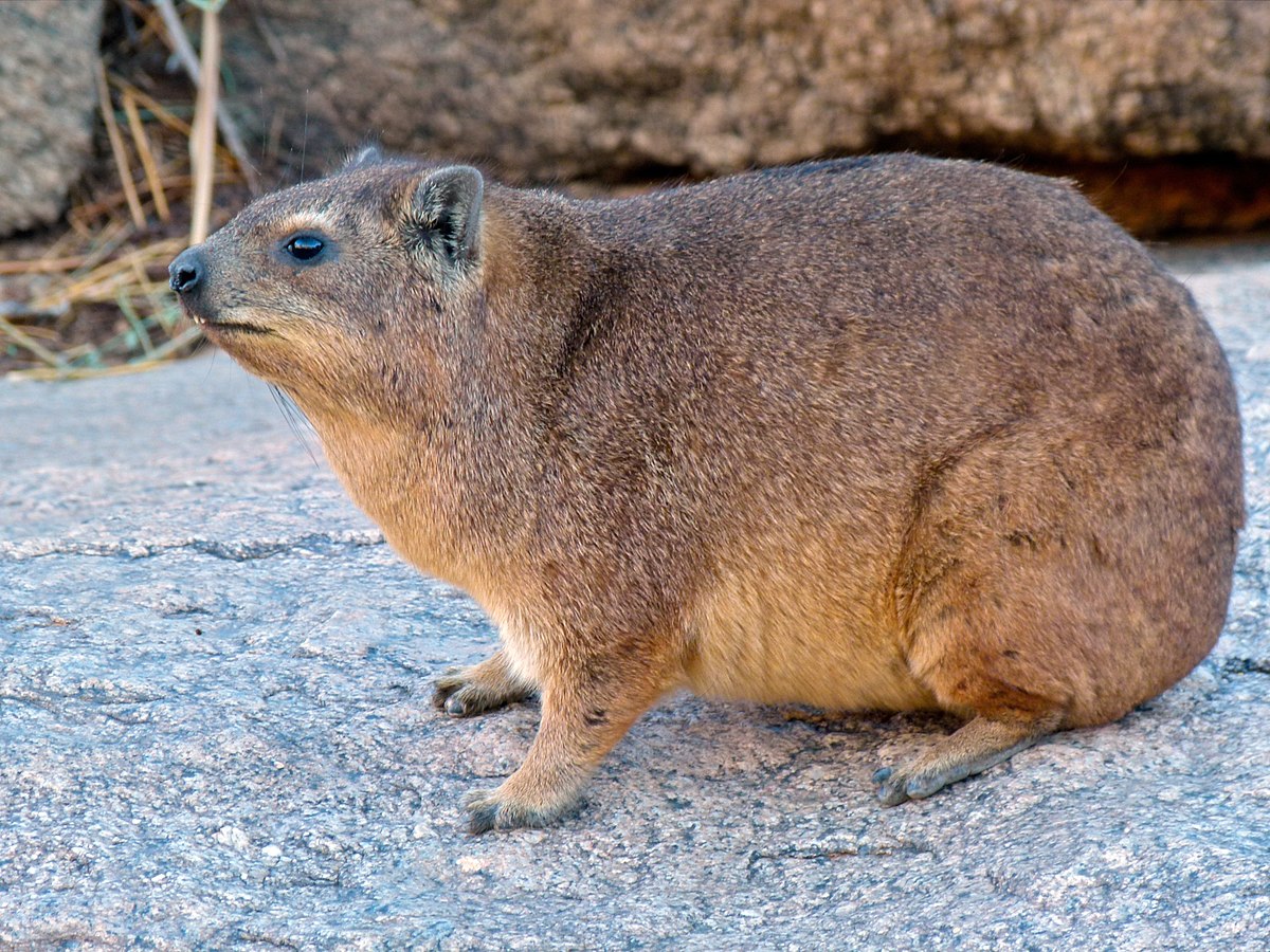 Hyrax