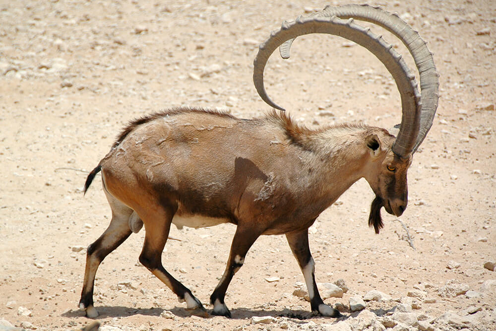 Ibex