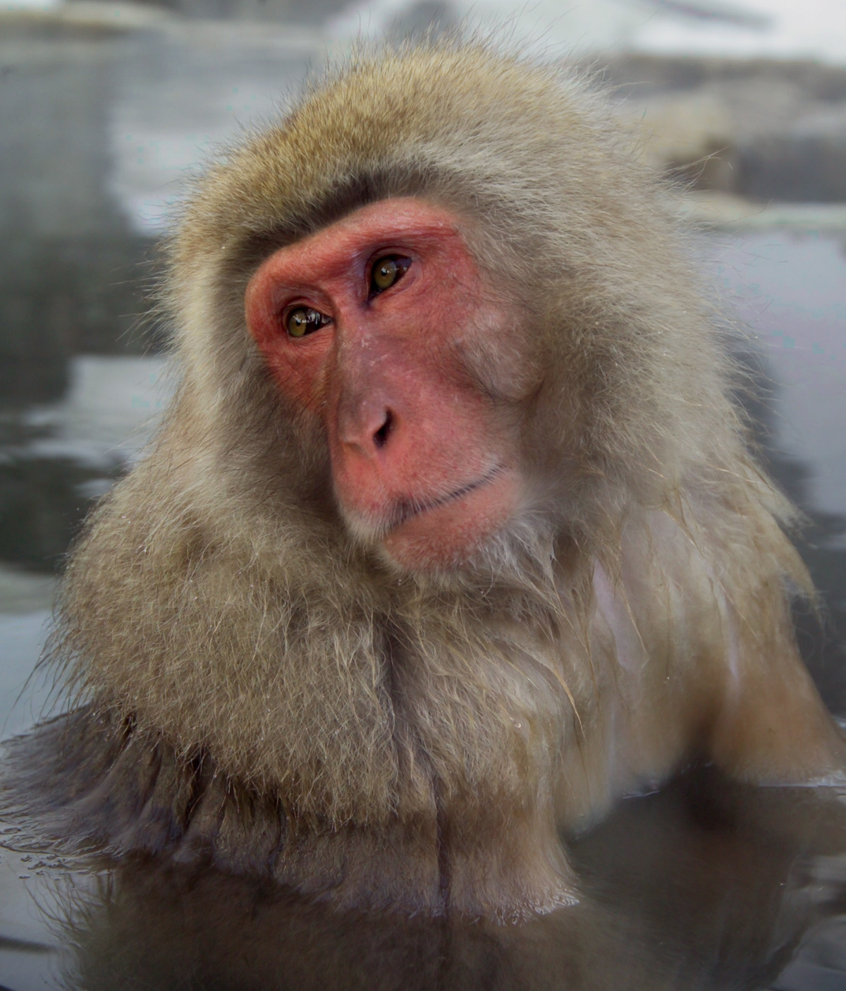 Japanese Macaque