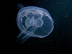 Jellyfish