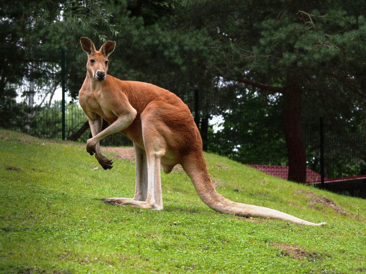 Kangaroo