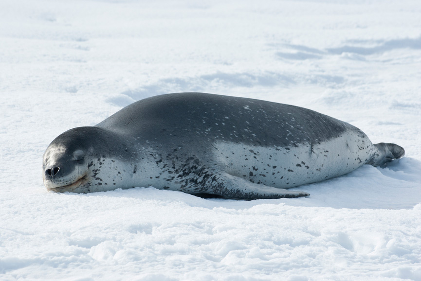 Leopard Seal