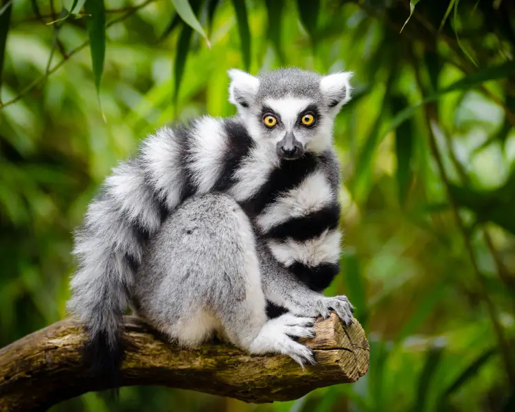 Lemur