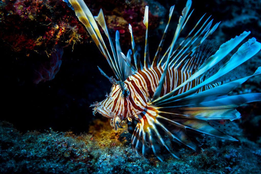 Lionfish