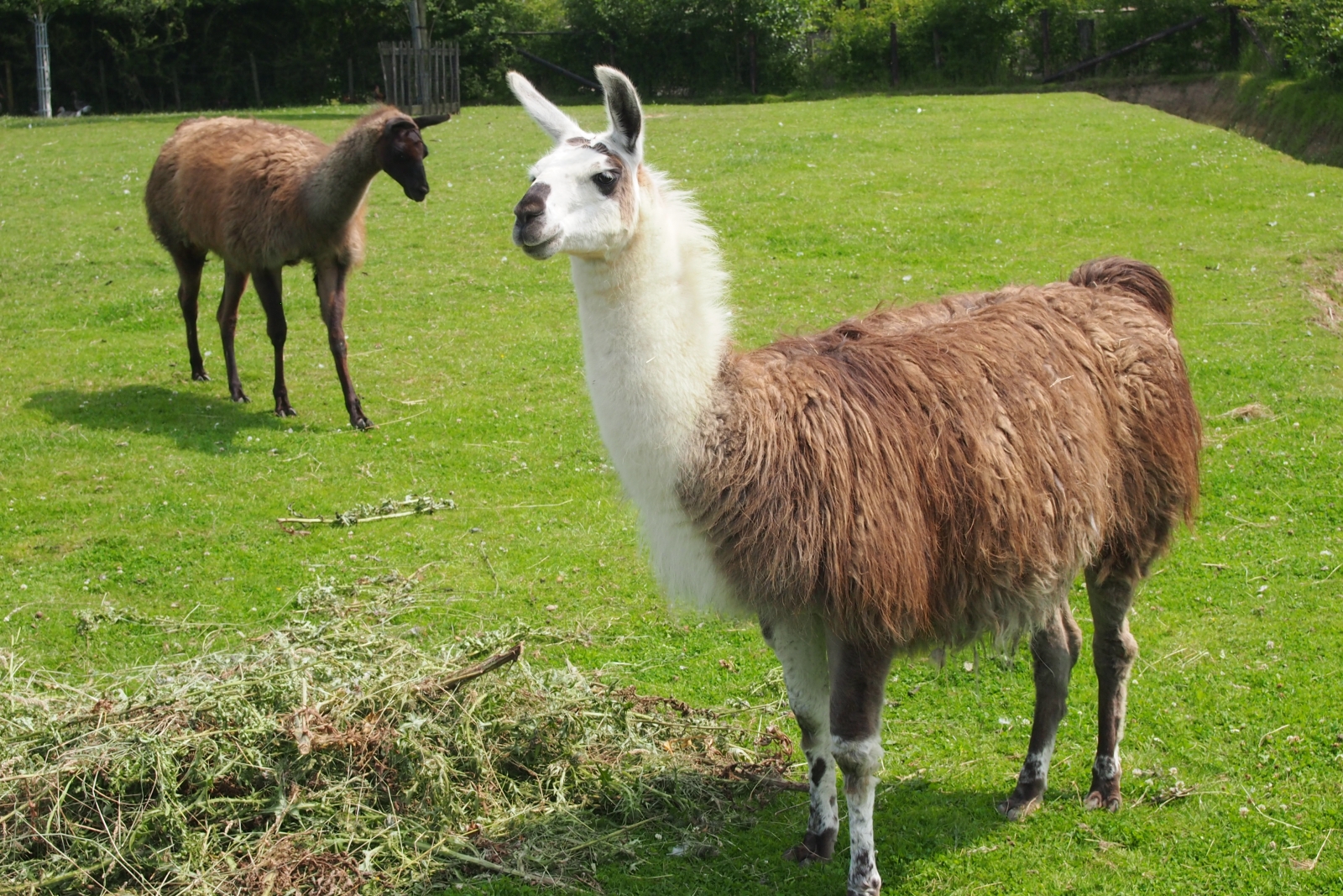 Llama