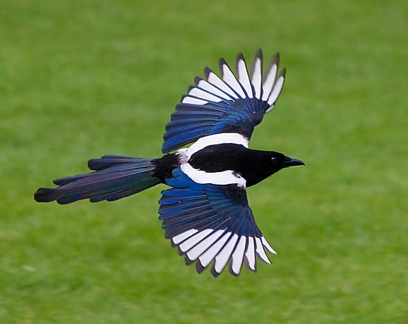 Magpie