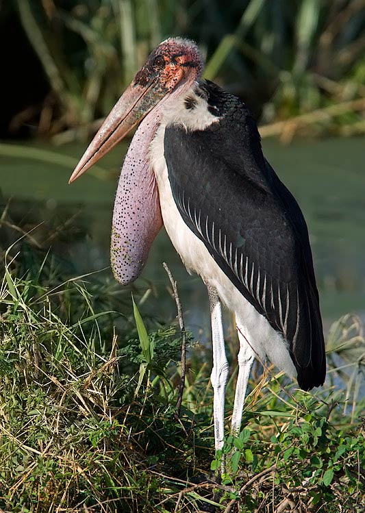 Marabou Stork