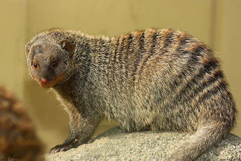 Mongoose