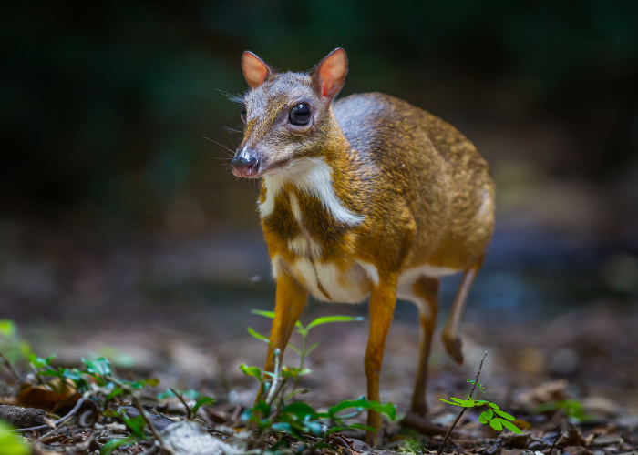 Mouse Deer