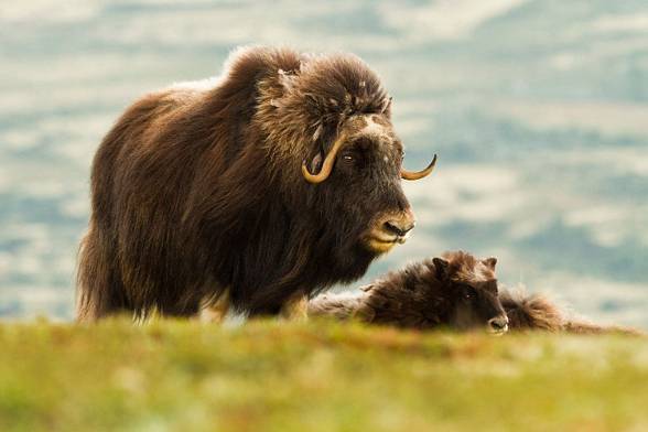 Muskox