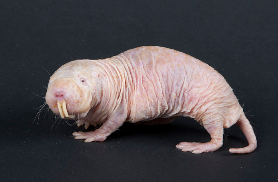 Naked Mole Rat