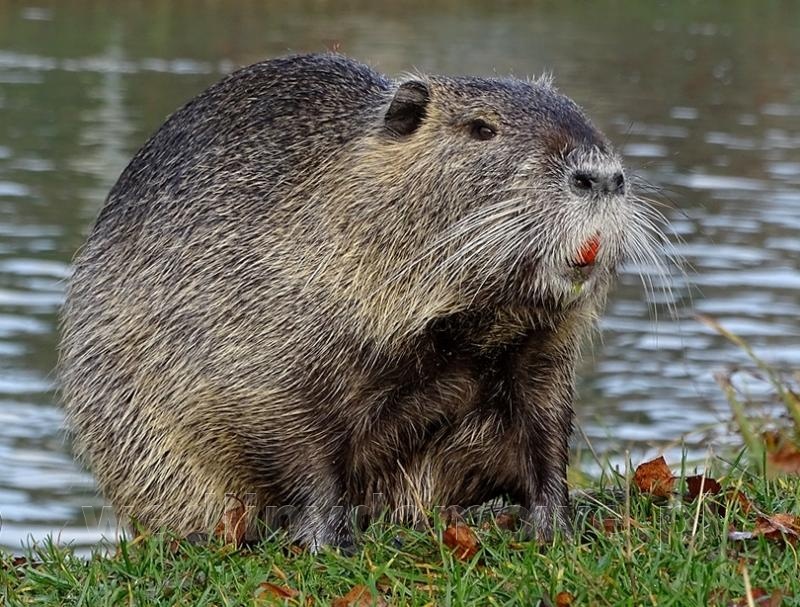 Nutria