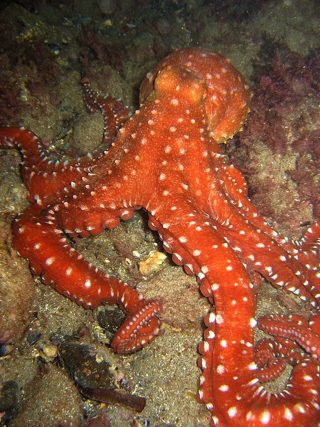 Octopus