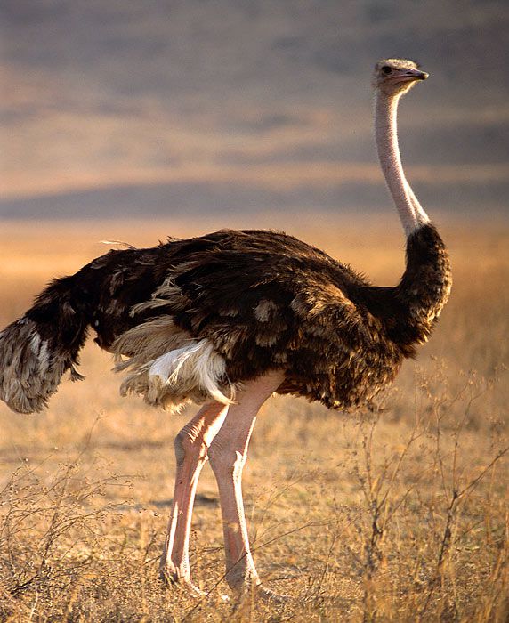 Ostrich