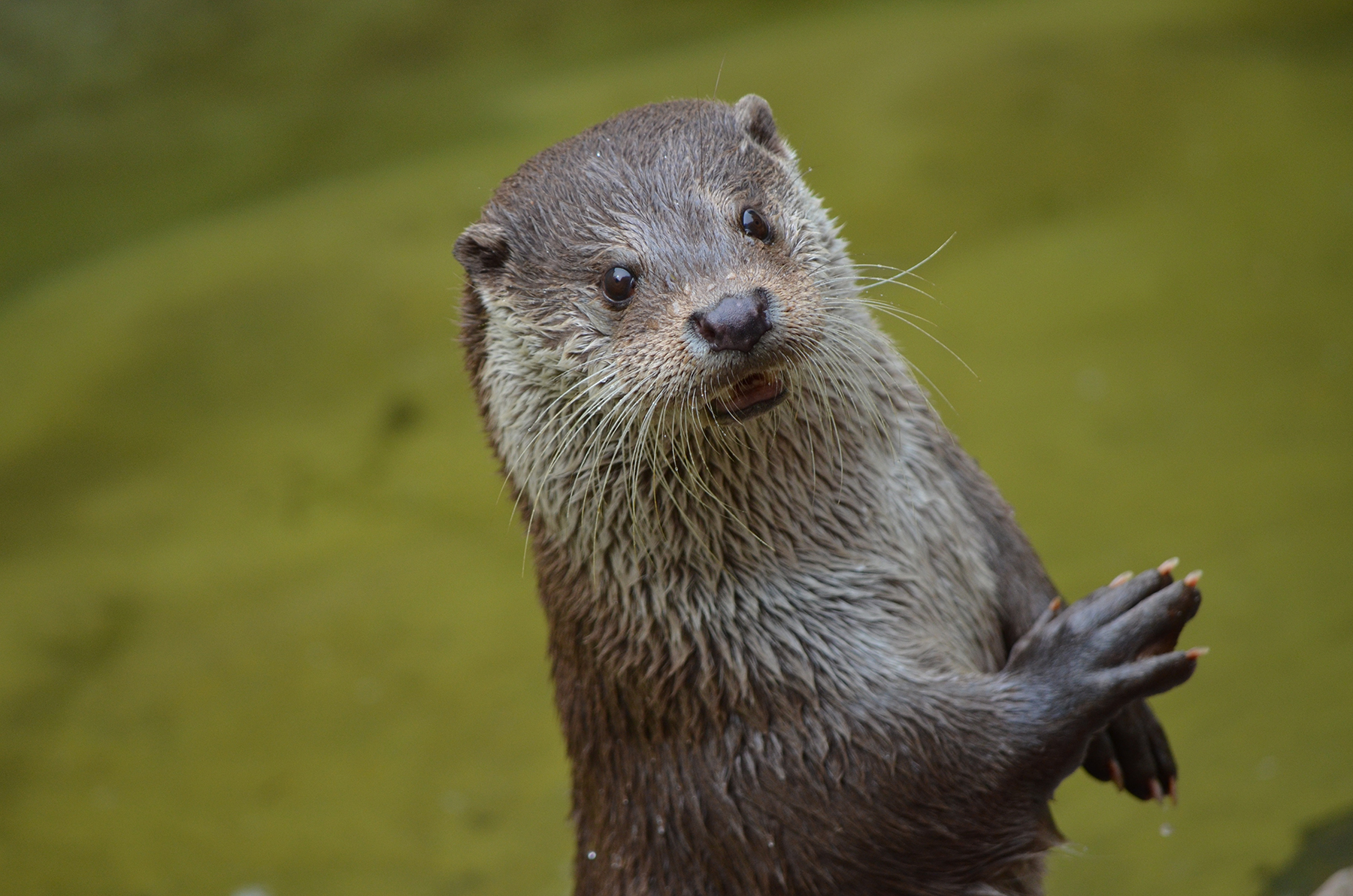 Otter