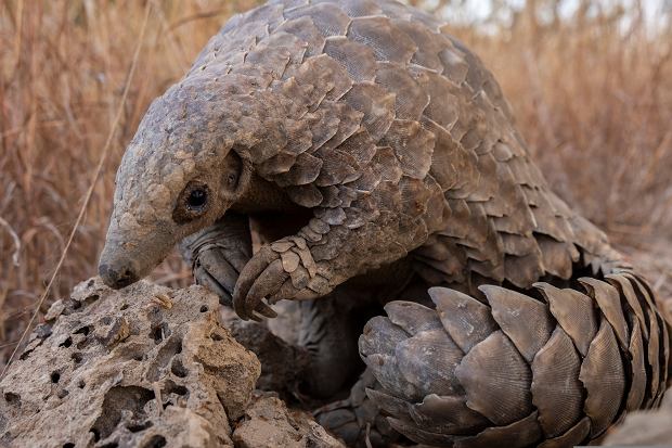 Pangolin