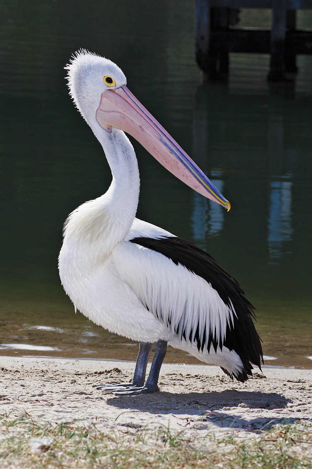 Pelican