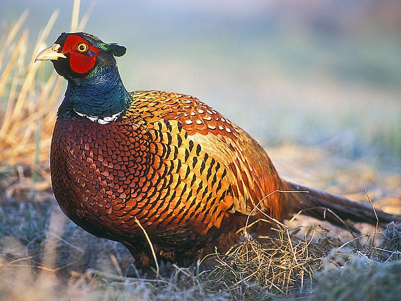 Pheasant