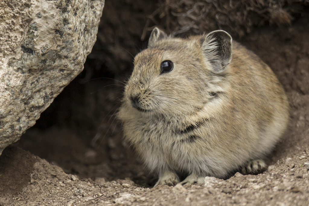 Pika