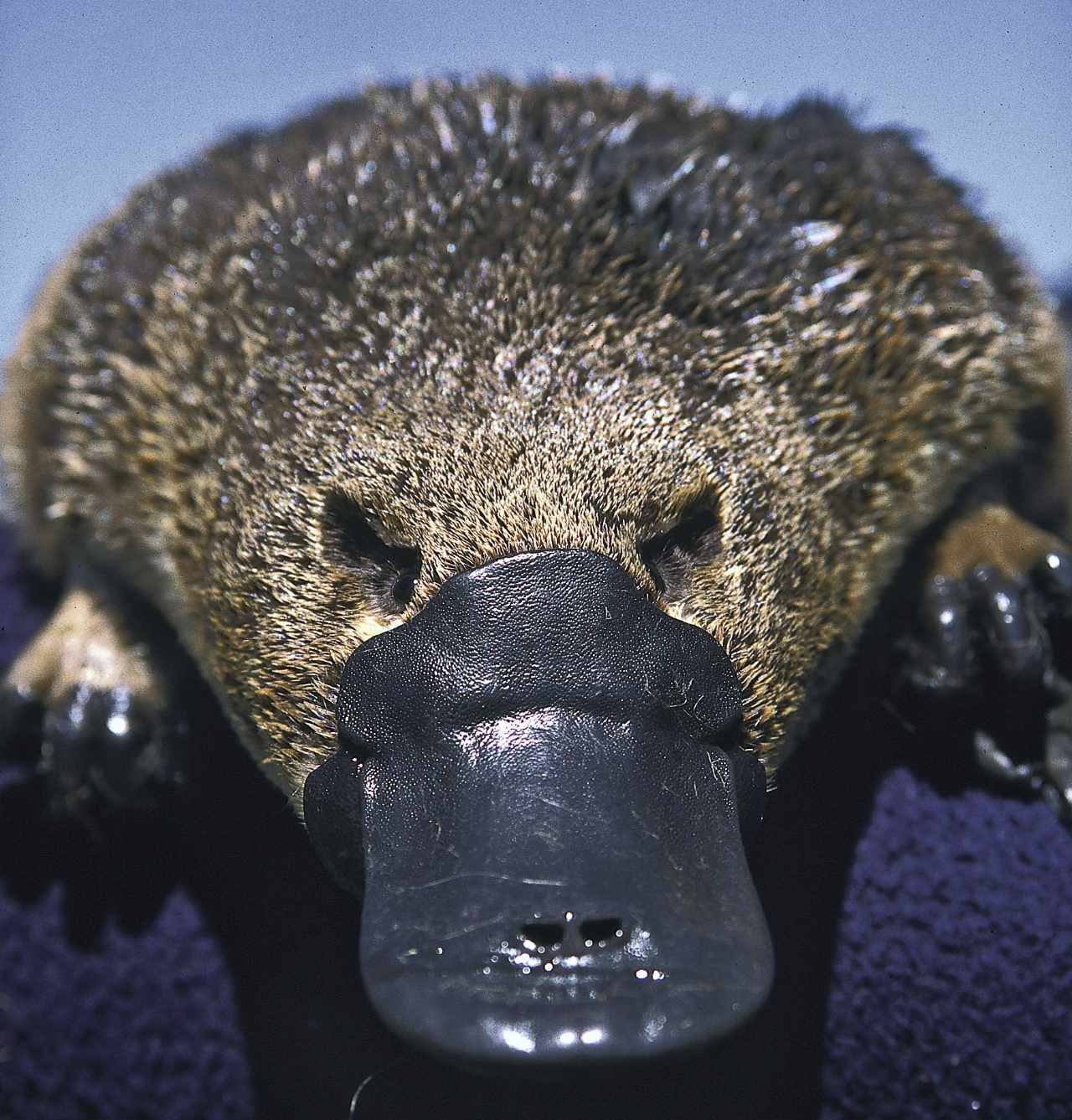 Platypus