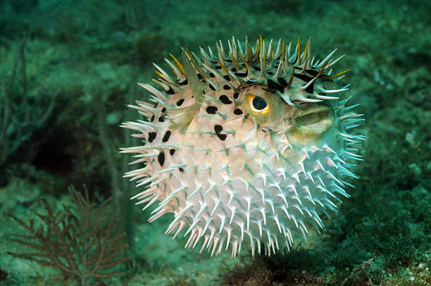 Porcupinefish