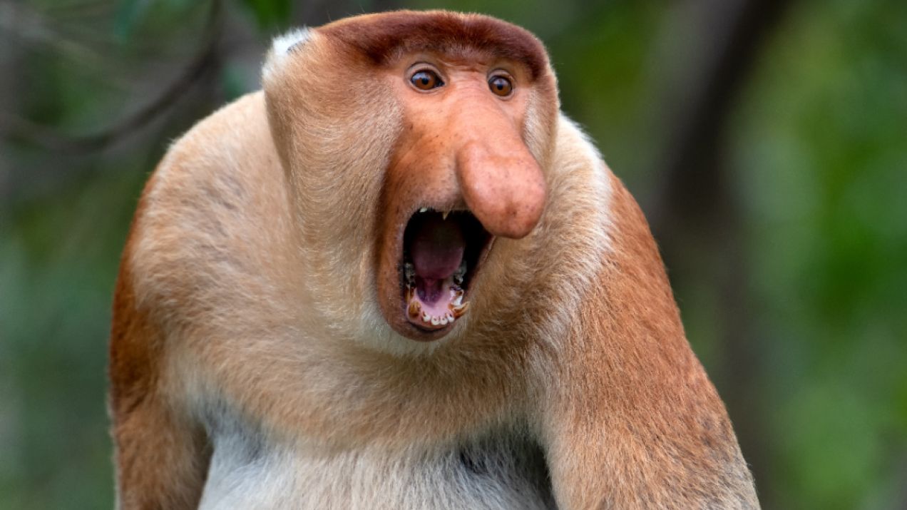 Proboscis Monkey