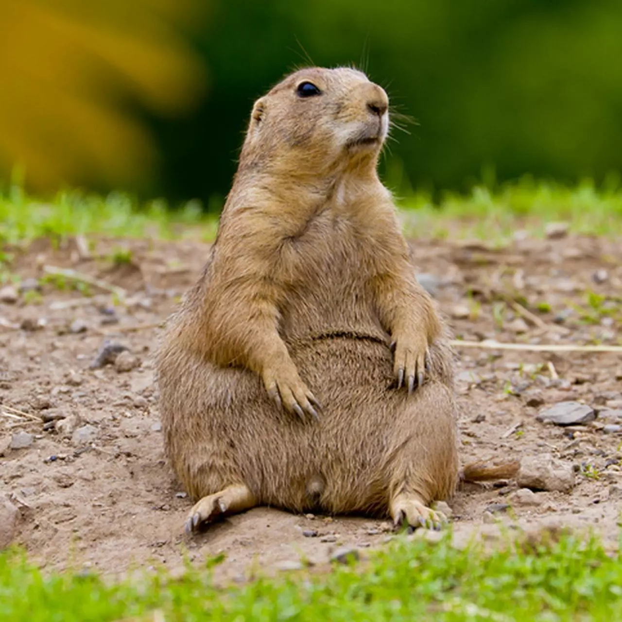 Prairie Dog