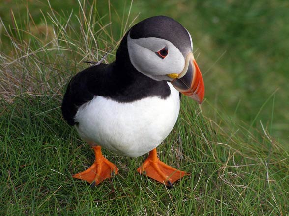 Puffin