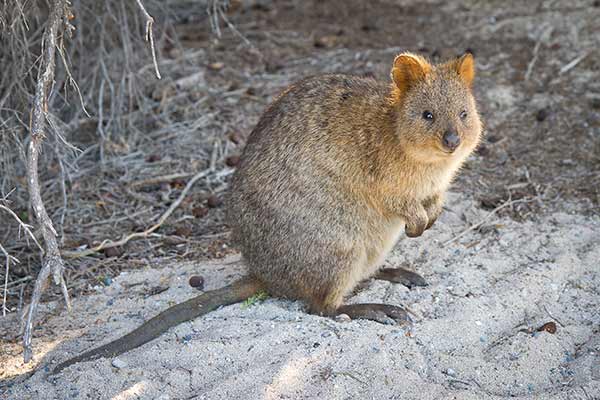 Quokka