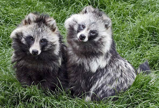 Raccoon Dog