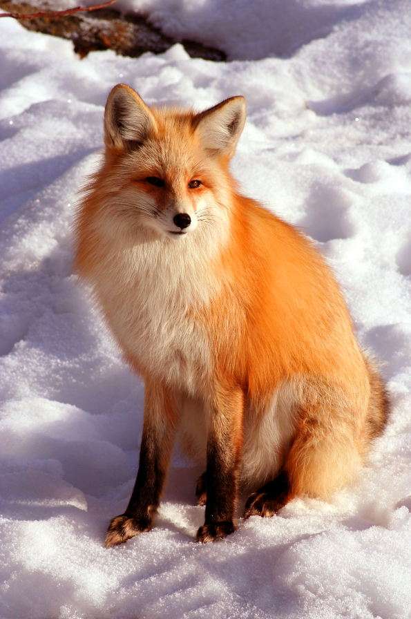 Red Fox