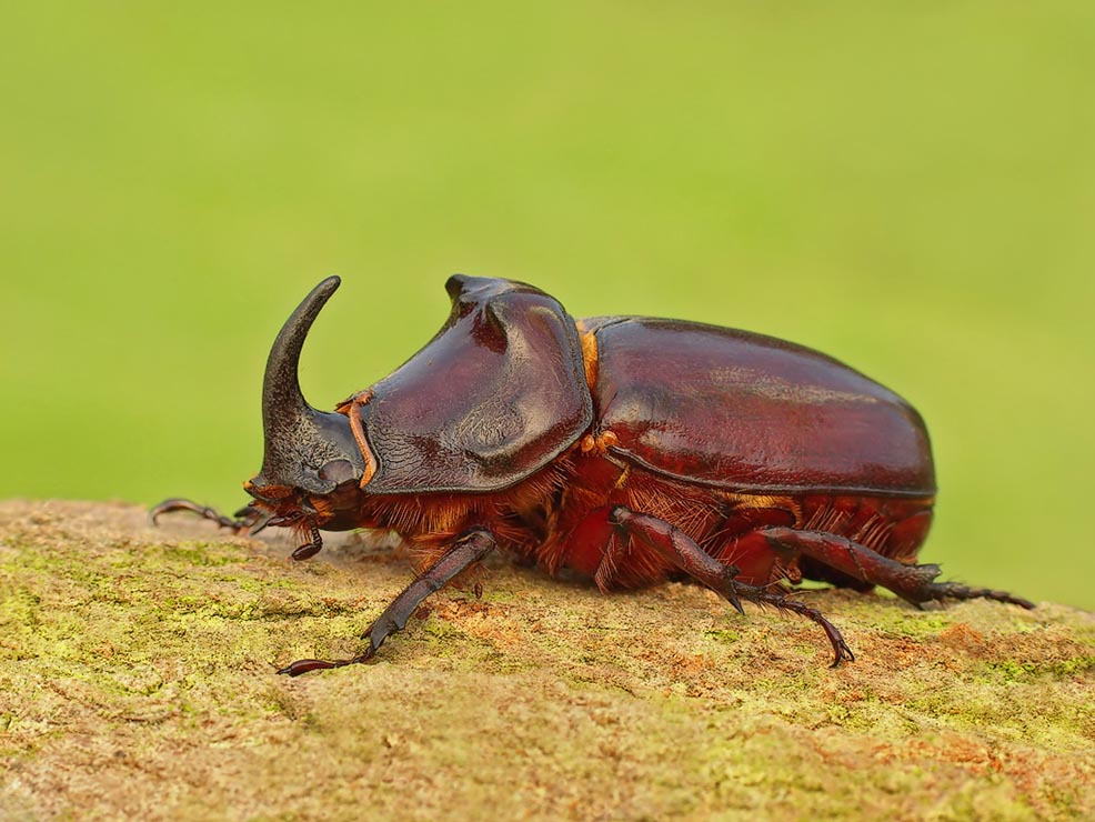 Rhinoceros Beetle