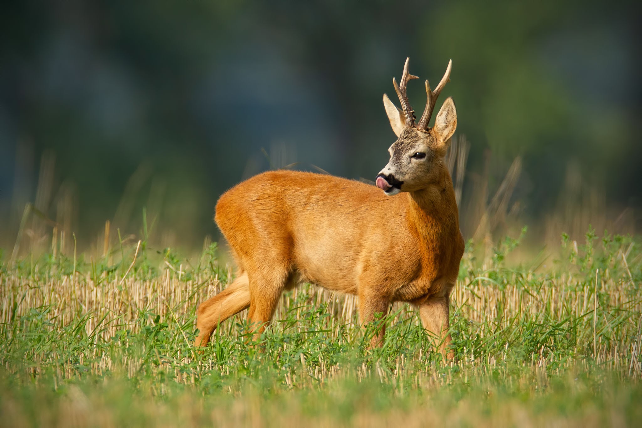 Roe Deer