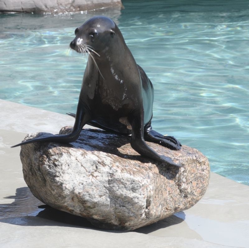 Sea Lion