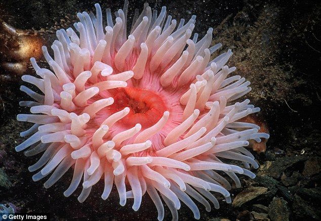 Sea Anemone