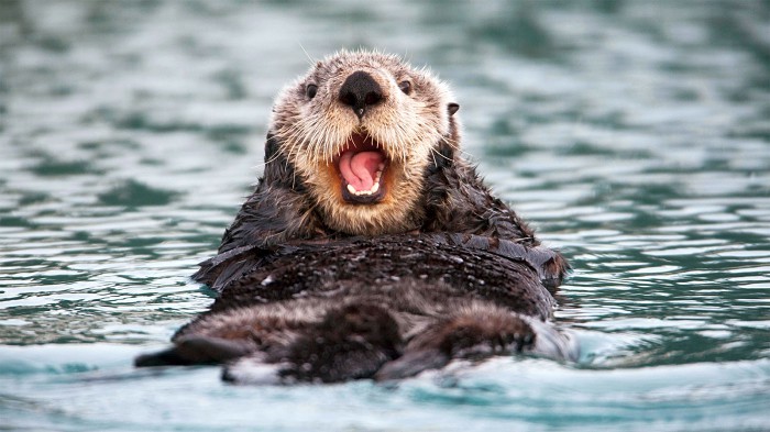 Sea Otter