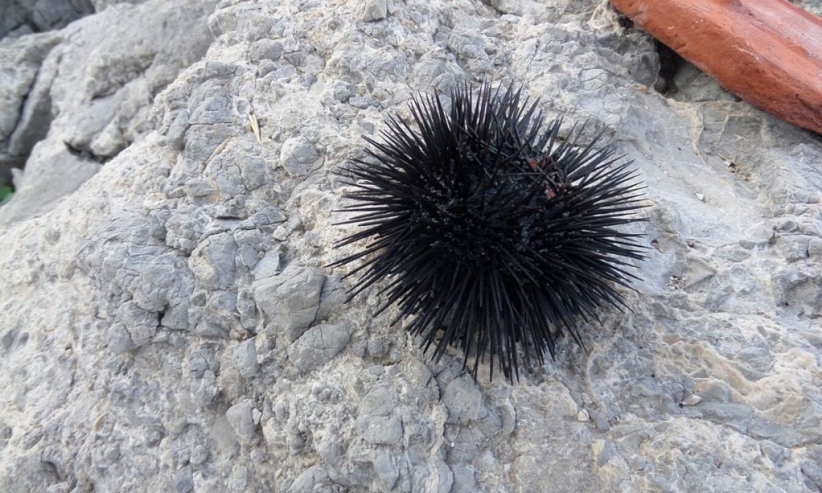 Sea Urchin