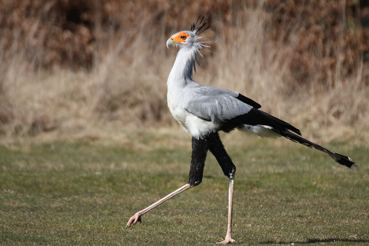 Secretarybird