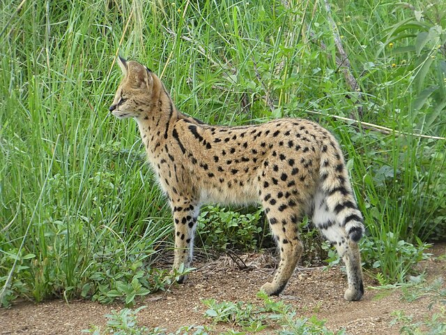 Serval